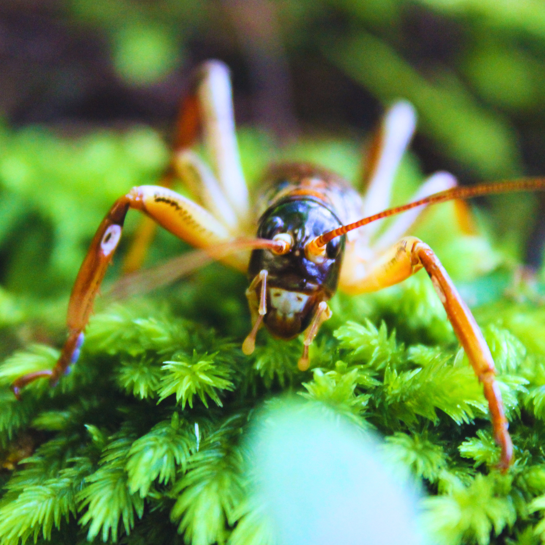 Native Species from Weta to Kiwi